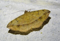 Anticarsia irrorata