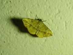Anticarsia irrorata