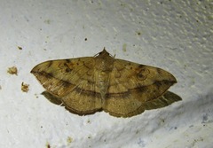 Anticarsia irrorata