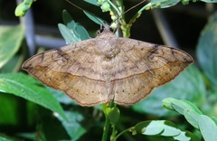 Anticarsia irrorata