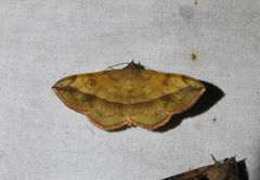 Anticarsia irrorata