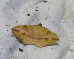 Anticarsia irrorata