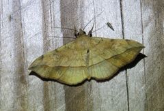 Anticarsia irrorata