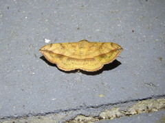 Anticarsia irrorata