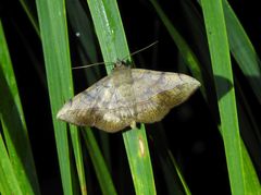 Anticarsia irrorata