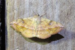 Anticarsia irrorata