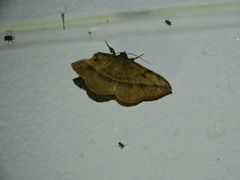 Anticarsia irrorata