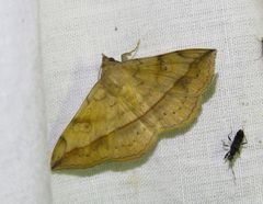 Anticarsia irrorata