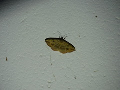 Anticarsia irrorata