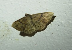 Anticarsia irrorata