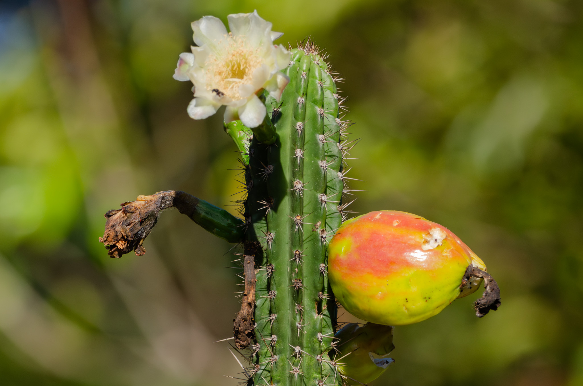 Praecereus euchlorus