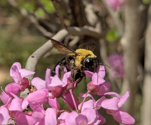 Appendiculate Carpenter Bee