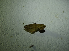 Anticarsia irrorata