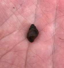 Campeloma decampi