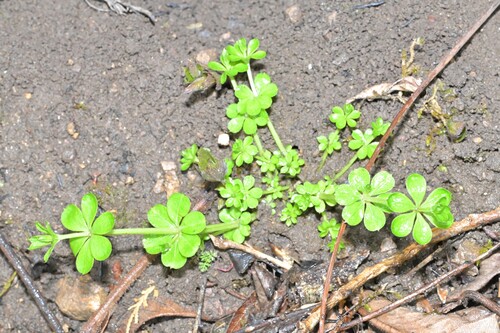 Galium pseudoasprellum iNat (1)