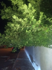 Citrus × latifolia
