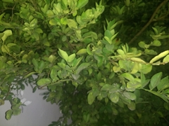 Citrus × latifolia
