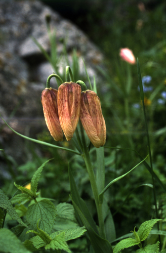 Fritillaria pallidiflora, photograph 6