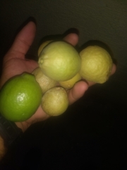 Citrus × latifolia