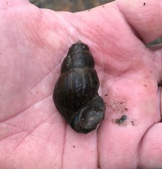 Campeloma decampi