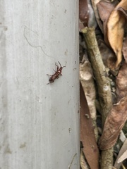 Cyphagogini