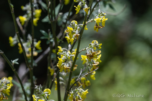 Piptanthus nepalensis, photograph 6