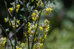 Piptanthus nepalensis, photograph (c) Wang.QG, some rights reserved (CC BY)