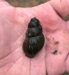 Campeloma decampi