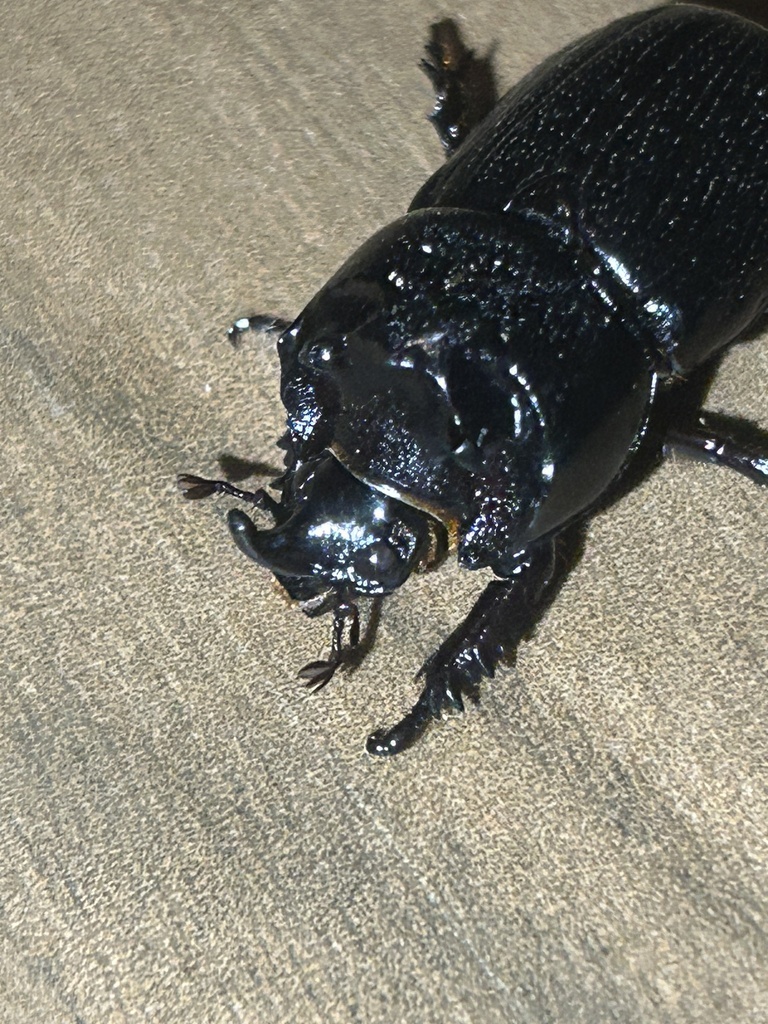 Clyster itys (Clyster itys)
