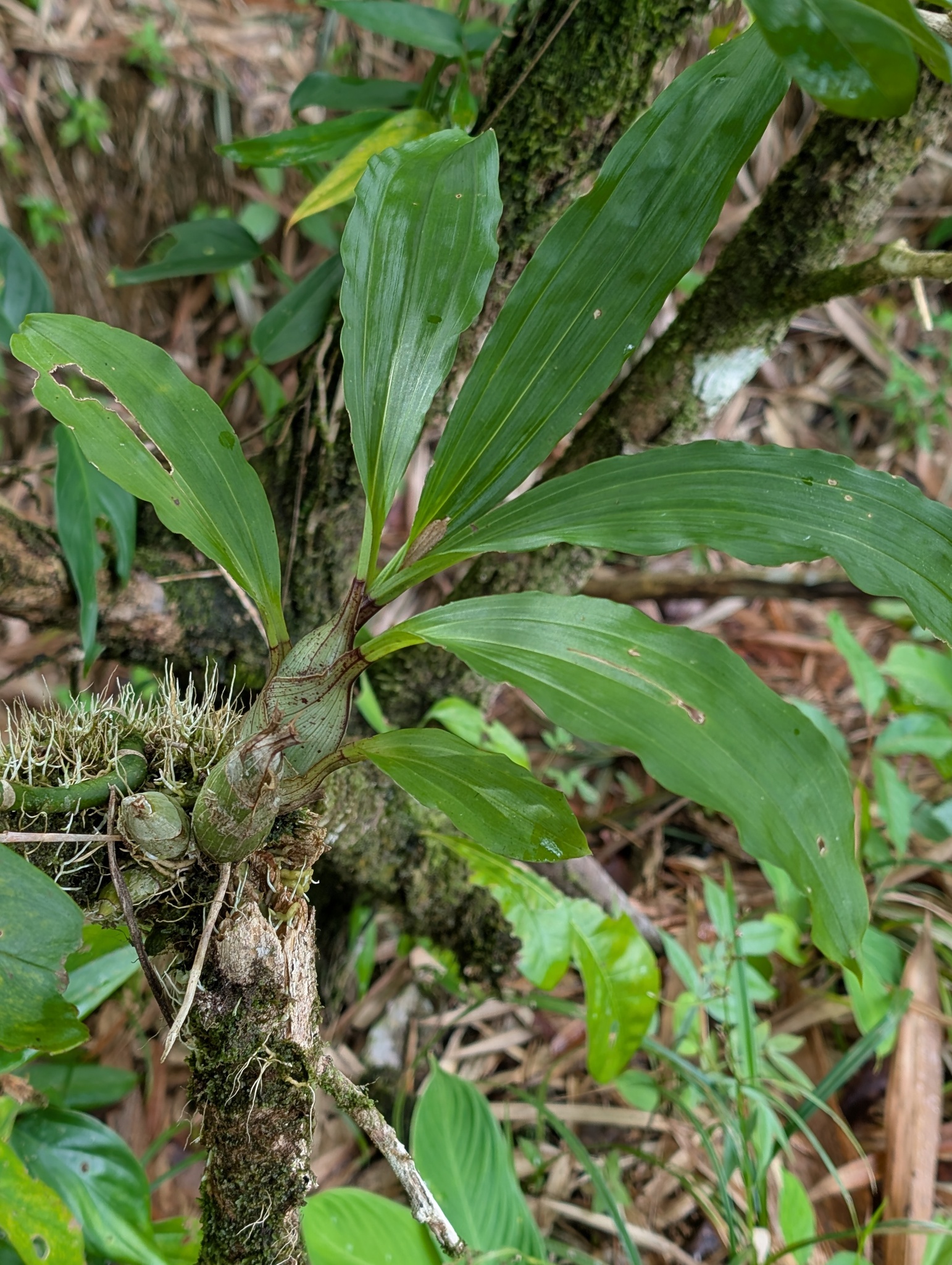 Imagem de catasetum