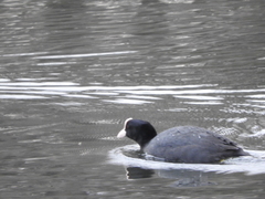 Fulica atra