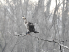 Phalacrocorax carbo