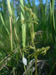 Platanthera tipuloides