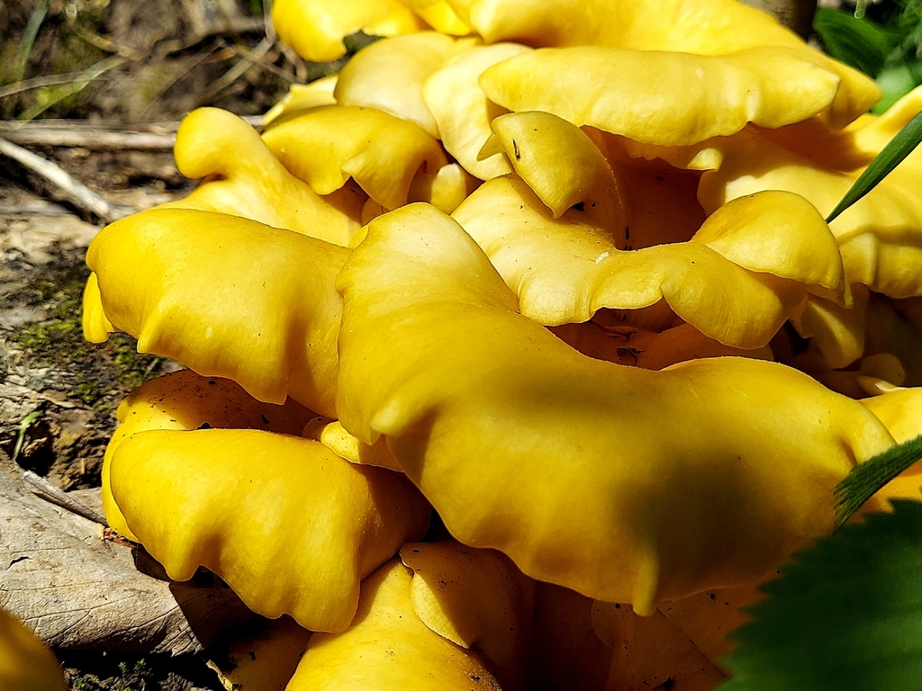 Pleurotus citrinopileatus · April 2026 · photo: © florawhite (iNaturalist, cc-by)