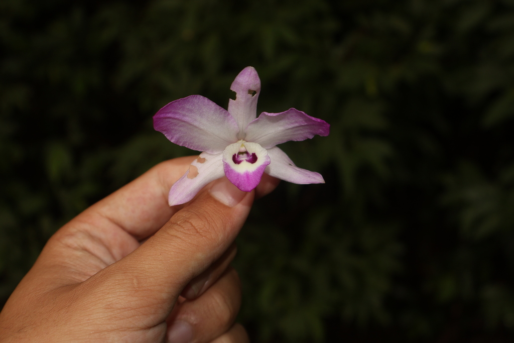 Dendrobium linawianum Rchb.f. 3