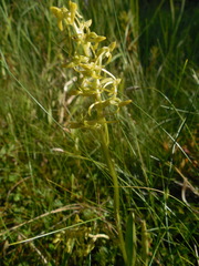 Platanthera tipuloides