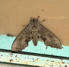 Marumba
