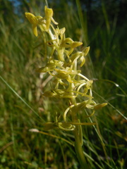 Platanthera tipuloides