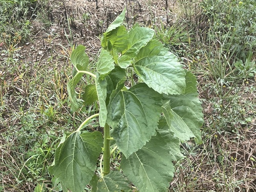 Common Sunflower