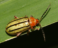 Disonycha quinquelineata