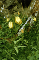 Fritillaria pallidiflora, photograph (c) Oleg Kosterin, some rights reserved (CC BY)