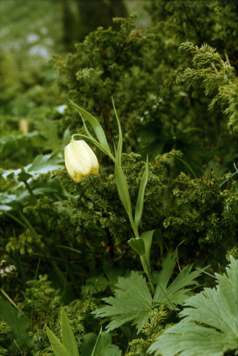 Fritillaria pallidiflora, photograph 4