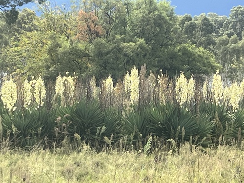 moundlily yucca