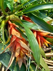 Tillandsia imperialis