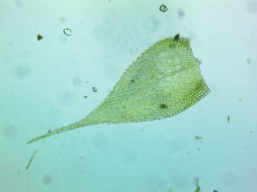 Homalotheciella subcapillata, 2026-04-11