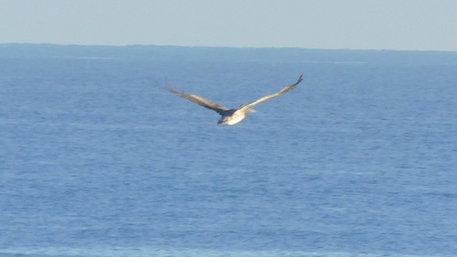 Brown Pelican
