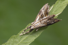 Paracataclysta fuscalis