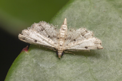 Sufetula