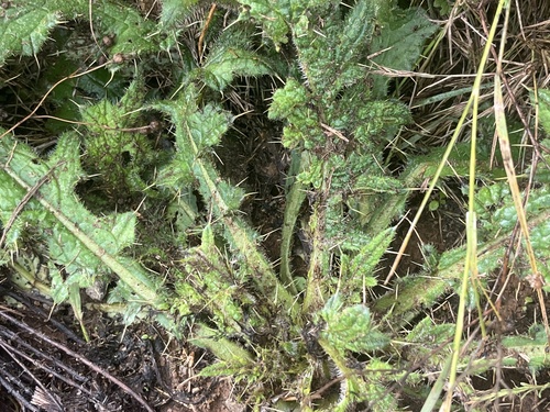 Bull Thistle