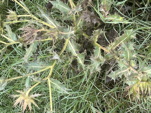 Berkheya onopordifolia